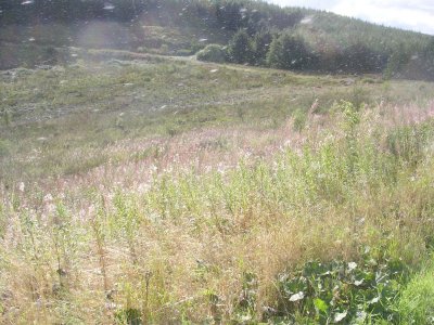 A blizard of wild flower seeds.